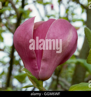 Magnolia x soulangeana - `Lennei'   TRS010232 Stock Photo